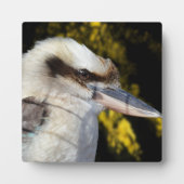Australian Blue Winged Kookaburra, Fotoplatte (Vorderseite)