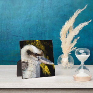 Australian Blue Winged Kookaburra, Fotoplatte