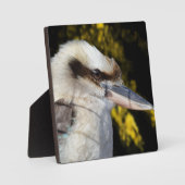 Australian Blue Winged Kookaburra, Fotoplatte (Vorderseite)