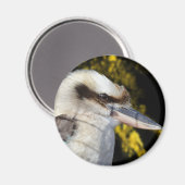 Australian Blue Winged Kookaburra, Magnet (Vorderseite/Rückseite)