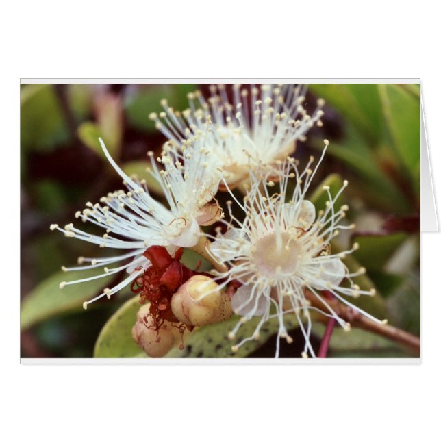 Australian Bush Cherry (Vorderseite (Horizontal))