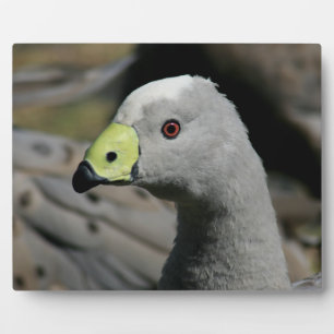 Australian Cape Barren Goose Fotoplatte