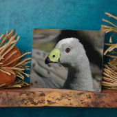 Australian Cape Barren Goose Fotoplatte (Seite)
