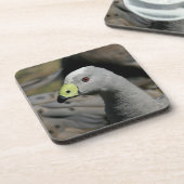 Australian Cape Barren Goose Getränkeuntersetzer (Linke Seite)