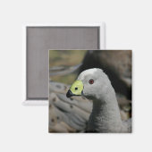 Australian Cape Barren Goose Magnet (Vorderseite/Rückseite)