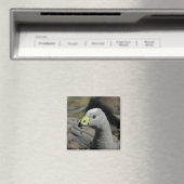 Australian Cape Barren Goose Magnet (In Situ (Geschirrspüler))