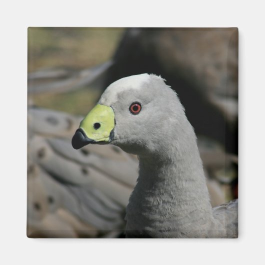 Australian Cape Barren Goose Magnet (Vorne)