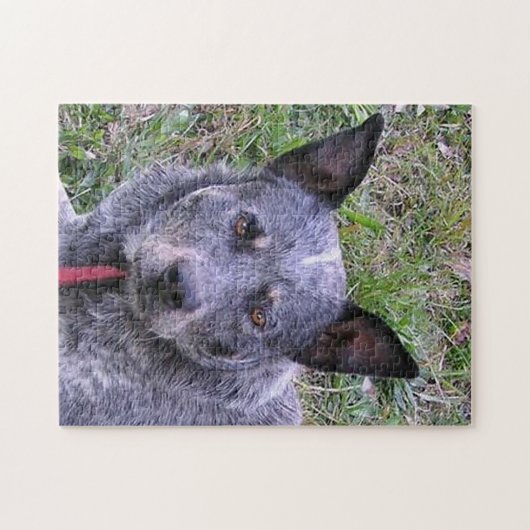 Australian_cattle_dog blue.png puzzle (Horizontal)