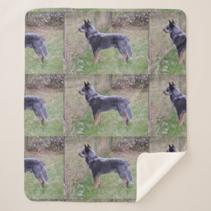 Australian_Cattle_Dog_blue voll Sherpadecke