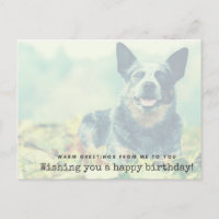 Australian Cattle Dog