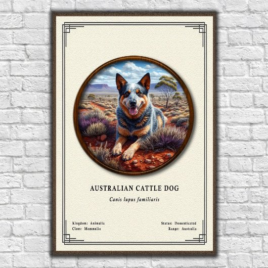 Australian Cattle Dog Zoology Series Poster