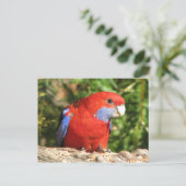 Australian Crimson Rosella Postkarte (Stehend Vorderseite)
