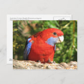 Australian Crimson Rosella Postkarte (Vorne/Hinten)