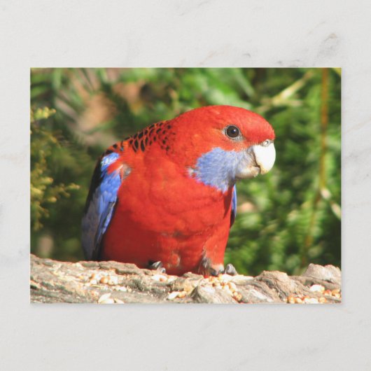 Australian Crimson Rosella Postkarte (Vorderseite)