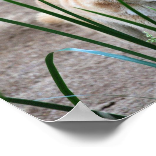 Australian Dingo Poster (Ecke)