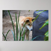 Australian Dingo Poster (Vorne)