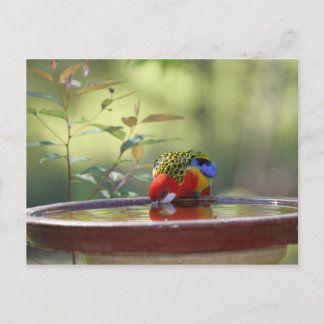 Australian Eastern Rosella Drinking Postkarte