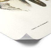 Australian Goshawk von Elizabeth Gould Poster (Ecke)