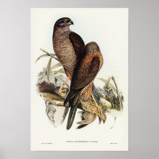 Australian Goshawk von Elizabeth Gould Poster (Vorne)