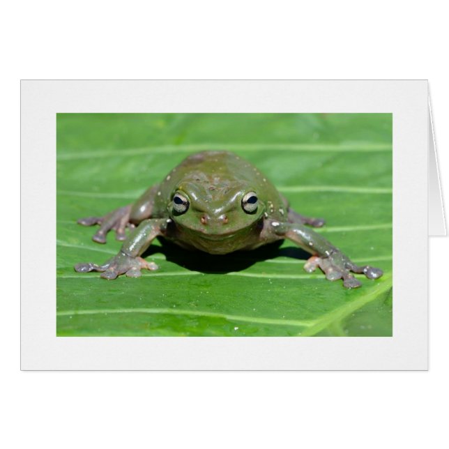 Australian Green Tree Frog (Vorderseite (Horizontal))