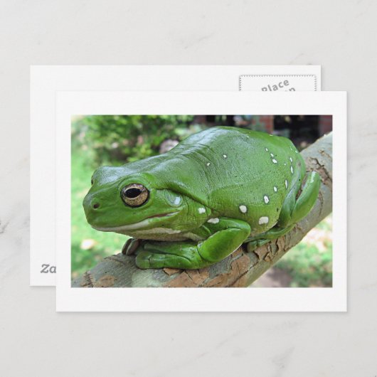 Australian Green Tree Frog Postkarte (Vorne/Hinten)