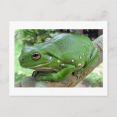 Australian Green Tree Frog Postkarte (Vorderseite)