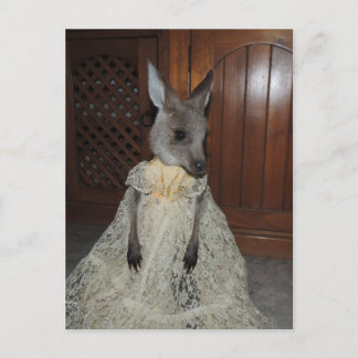 Australian Kangaroo Joey Postkarte