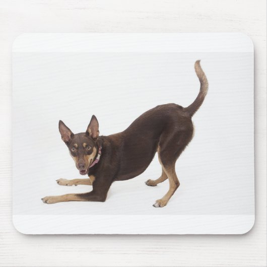 Australian Kelpie Mousepad (Vorne)