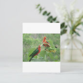 Australian King Parrots Postkarte (Stehend Vorderseite)