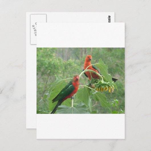 Australian King Parrots Postkarte (Vorne/Hinten)