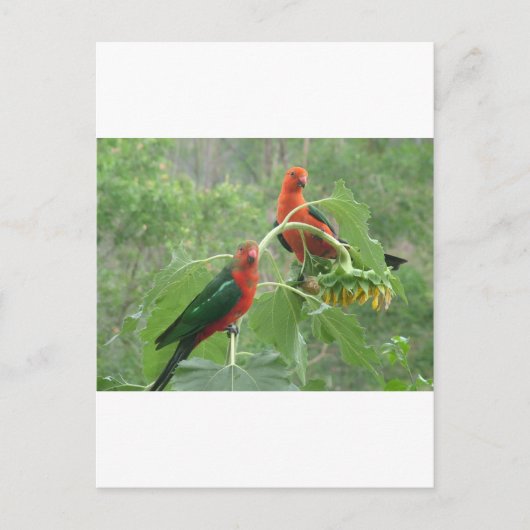 Australian King Parrots Postkarte (Vorderseite)