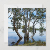 Australian Koala Bear White Wedding, (Rückseite)