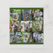 Australian Koala in Eukalyptus Tree Postkarte (Vorderseite)