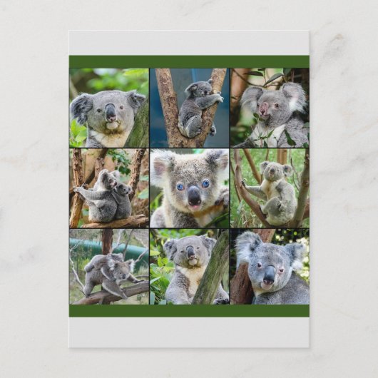 Australian Koala in Eukalyptus Tree Postkarte (Vorderseite)