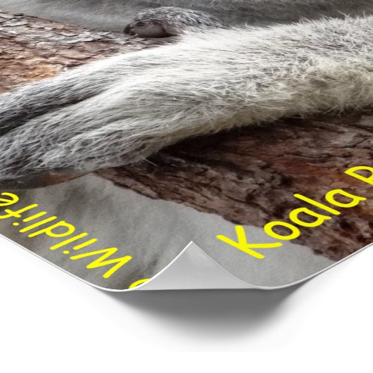 Australian Koala Poster (Ecke)