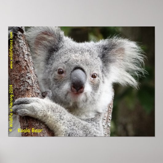 Australian Koala Poster (Vorne)