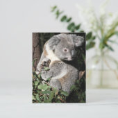 Australian Koala Postkarte (Stehend Vorderseite)