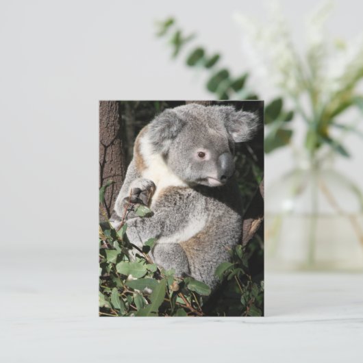 Australian Koala Postkarte (Stehend Vorderseite)