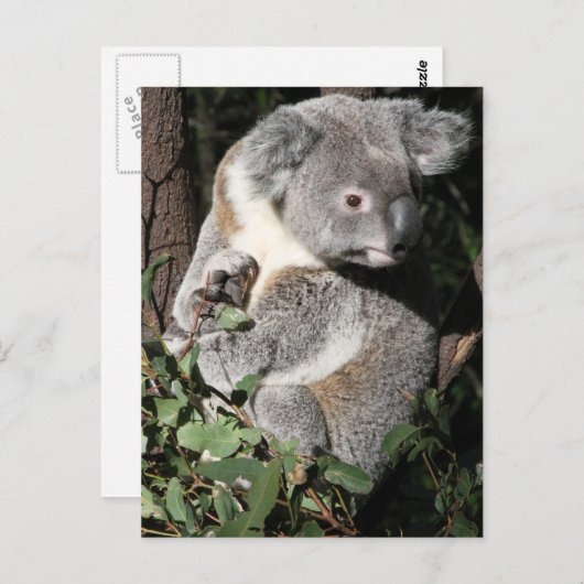 Australian Koala Postkarte (Vorne/Hinten)