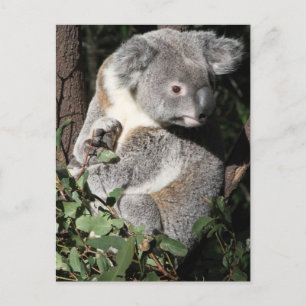 Australian Koala Postkarte