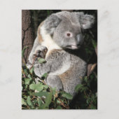 Australian Koala Postkarte (Vorderseite)