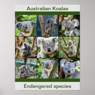 Australian Koalas, gefährdete Arten Poster