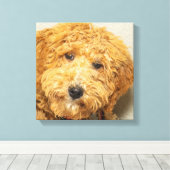 Australian Labradoodle Leinwanddruck (Insitu (Holzboden))