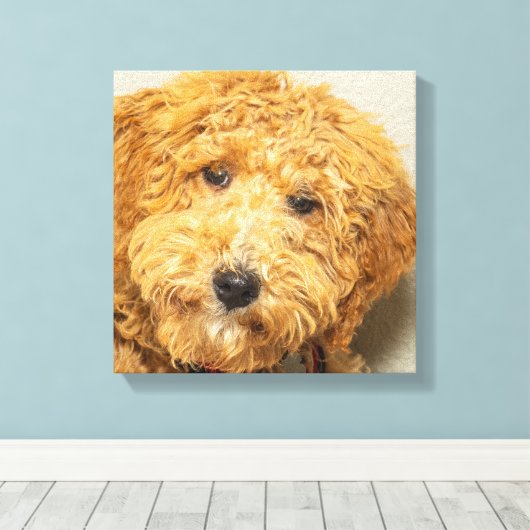 Australian Labradoodle Leinwanddruck (Insitu (Holzboden))
