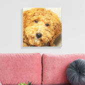 Australian Labradoodle Leinwanddruck (Insitu (Wohnzimmer))