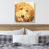 Australian Labradoodle Leinwanddruck (Insitu (Schlafzimmer))