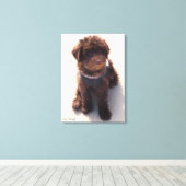AUSTRALIAN LABRADOODLE PUPPY LEINWANDDRUCK (Insitu (Holzboden))