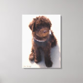 AUSTRALIAN LABRADOODLE PUPPY LEINWANDDRUCK (Vorderseite)