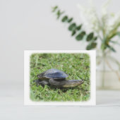 Australian Longnecked Turtle 9Y195D-049 Postkarte (Stehend Vorderseite)
