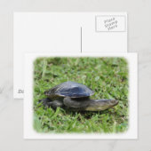 Australian Longnecked Turtle 9Y195D-049 Postkarte (Vorne/Hinten)